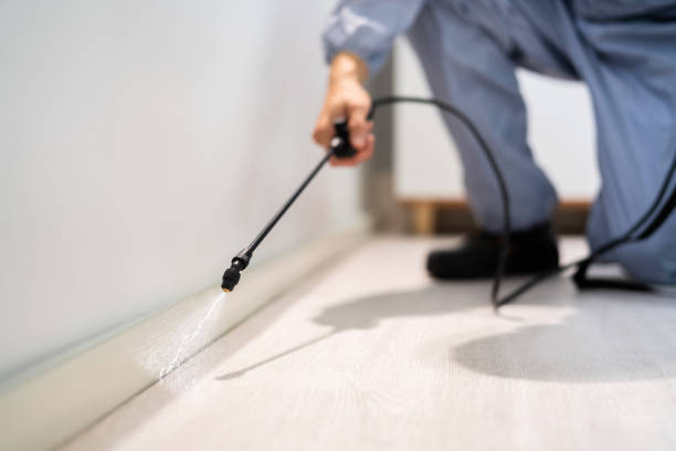 Professional exterminator conducting IPM assessment in Griffith
